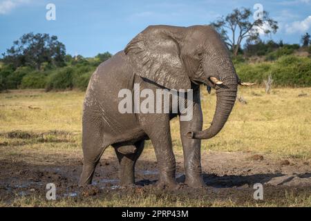 African bush elephant stands on muddy ground Stock Photo - Alamy