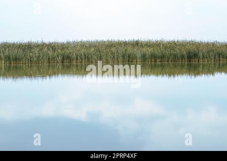 Reeds and clouds reflected in the blue water of a lake or pond, sunrise or sunset Stock Photo