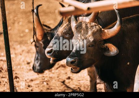 Goa, India. Gaur Bull, Bos Gaurus Or Indian Bison Resting On Ground. It Is The Largest Species Among The Wild Cattle. In Malaysia, It Is Called Seladang, And Pyaung In Myanmar Stock Photo