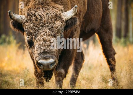 Belarus. European Bison Or Bison Bonasus, Also Known As Wisent Or European Wood Bison In Autumn Forest. Berezinsky Biosphere Reserve. Stock Photo