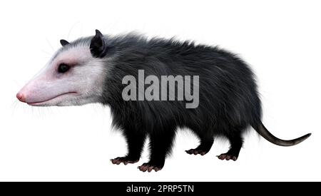 3D rendering of an opossum animal isolated on white background Stock Photo