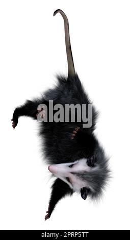 3D rendering of an opossum animal isolated on white background Stock Photo