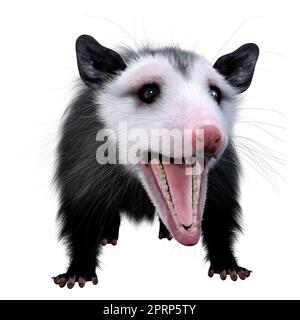 3D rendering of an opossum animal isolated on white background Stock Photo