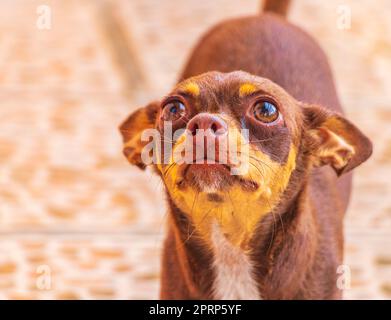 Russian toy terrier dog portrait looking lovely and cute Mexico. Stock Photo