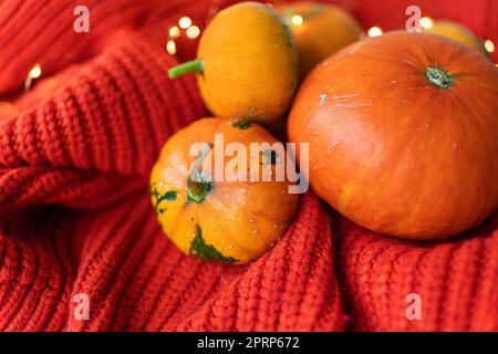 Different bright orange pumpkins on a red background lie on a knitted fabric against the background of lights. Stock Photo