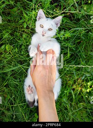 A white kitten lies in the green grass and plays with a girl, a playful kitten, top view. Close-up. Stock Photo