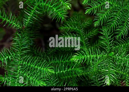 Fresh green Chilean Araucaria or Chilean Spruce plant background. Stock Photo
