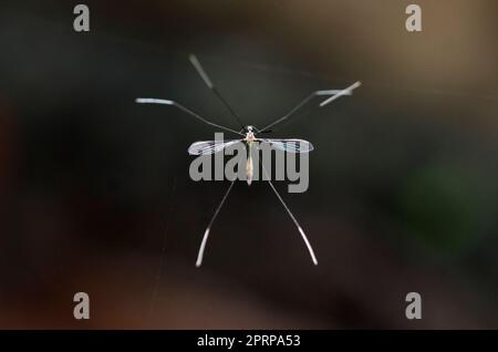 Crane Fly, Tipulidae Family, Klungkung, Bali, Indonesia Stock Photo - Alamy
