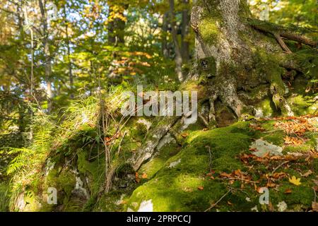 Trail camera very well hidden under a moss on a large tree in summer forest. Scouting device for monitoring wildlife camouflaged on in woodland from w Stock Photo