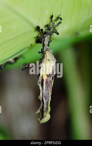 Caterpillar, Lepidoptera Order, hanging from leaf and infected with Nuclear Polyhedrosis Virus (NPV) with Black Ants, Dolichoderus thoracicus, and Fly Stock Photo