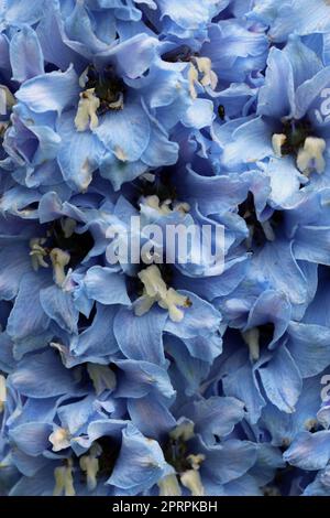 Blue delphinium flowers in close up Stock Photo