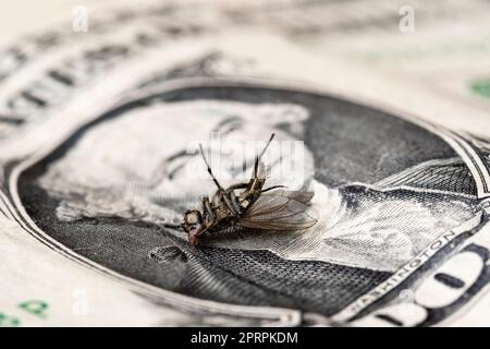 Financial crisis - dry dead housefly on the one dollar bil Stock Photo