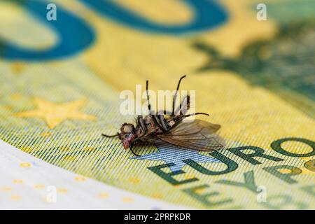 Financial crisis - dry dead housefly on the one hundred euro bill Stock Photo
