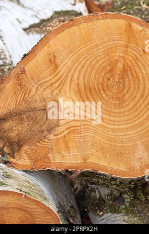 Firewood of birch. Birch tree - very fine firewood. Clearing up the garden. Stock Photo