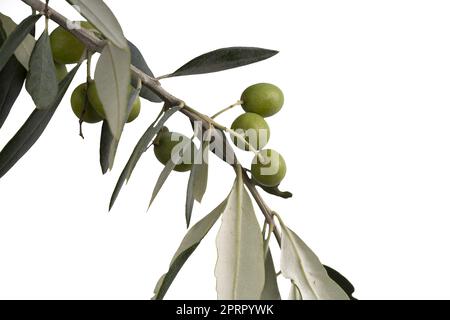 a branch with olives on a transparent background Stock Photo