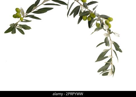 a branch with olives on a transparent background Stock Photo