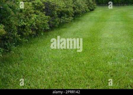 Beautiful green grass and bushes in garden Stock Photo