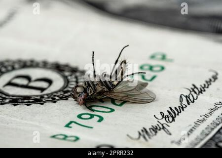Economical crisis - dead housefly on the one dollar bill Stock Photo