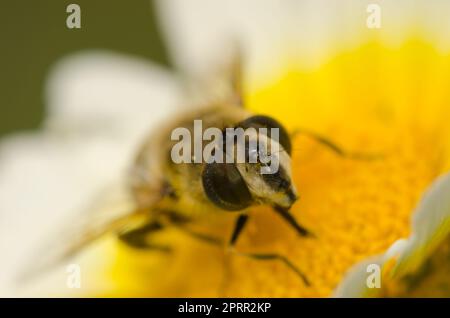 Common drone fly on a flower of garland chrysanthemum. Stock Photo