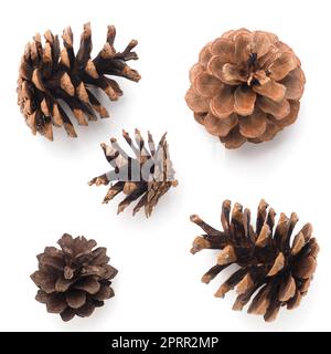 Five pine cones on a white background Stock Photo