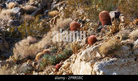 Barrel Cactus. Barrel Cactus Ferocactus cylindraceus in the Anza-Borrego Desert in Southern California, USA. Stock Photo