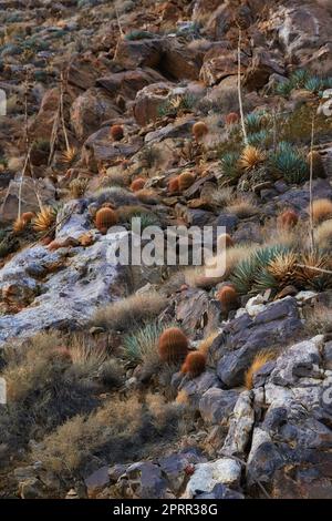 Barrel Cactus. Barrel Cactus Ferocactus cylindraceus in the Anza-Borrego Desert in Southern California, USA. Stock Photo