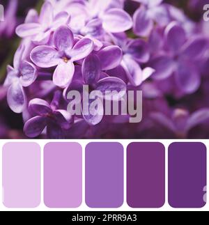 Color palette appropriate to photo of beautiful blossoming lilac flowers, closeup Stock Photo