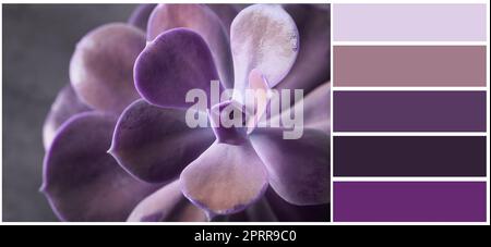 Color palette appropriate to photo of beautiful echeveria, closeup Stock Photo