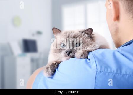 Veterinarian holding cat in clinic, closeup view Stock Photo