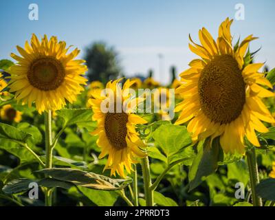 Embracing the Tranquil Charms of the Countryside Stock Photo