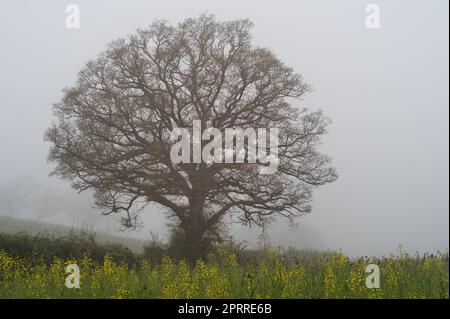 Lone tree in a fog, yellow rapeseed field in front. West Bergholt, Essex. Stock Photo