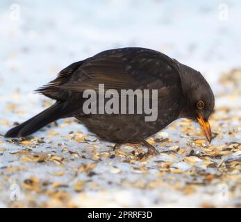 Blackbird eating food in wintertime in the garden. Blackbird wintertime in the garden. Stock Photo