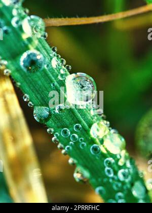 Frozen dew drops on a blade of grass. Close up of frozen water. Macro shot Stock Photo