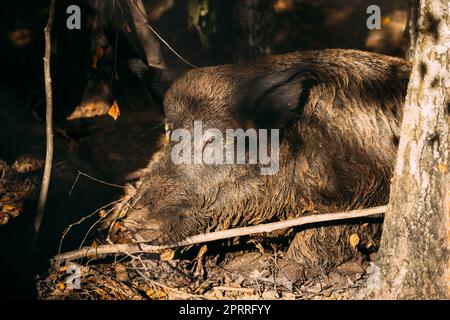 Belarus. Wild Boar Or Sus Scrofa, Also Known As The Wild Swine, Eurasian Wild Pig Resting In Mud In Autumn Forest. Wild Boar Stock Photo