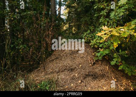 Red Forest Ants (Formica Rufa) In Anthill Under Pine Tree. Red Ant Colony Stock Photo