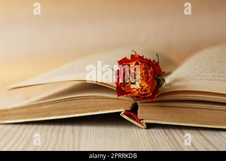 Book with beautiful dried flower on wooden table, closeup Stock Photo