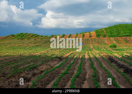 Rubber plantation farming area in the south of Thailand, Latex rubber, Para rubber tree garden Stock Photo