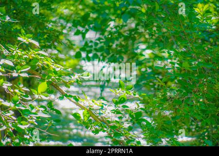 Tamagawa wrapped in fresh green Stock Photo