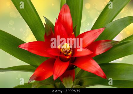 Close-up of a natural beautiful red bromeliads blossom over abstract light green yellow background.  (Guzmania ligulata). Macro. Card concept. Stock Photo
