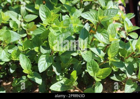 chocolate mint in the garden Stock Photo