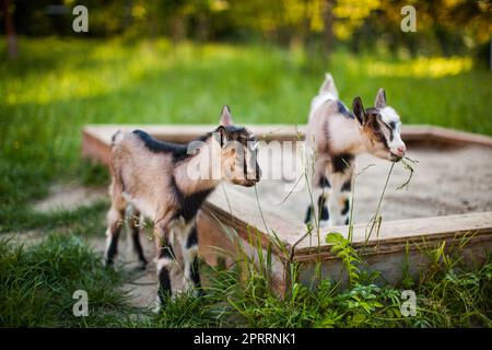 A beautiful photo of two little goats playing and eating grass Stock Photo