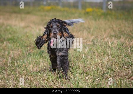 cocker spaniel puppy running Stock Photo