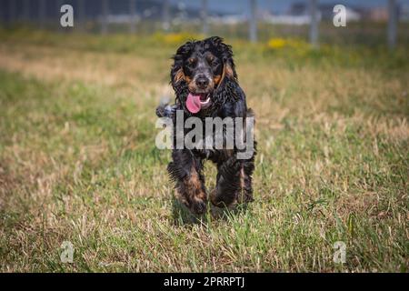 running cocker spaniel Stock Photo