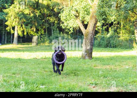 Black dog Labrador Retriever running with his tongue out on green grass against backdrop of forest and looks into camera. Pet, family friend, purebred Stock Photo