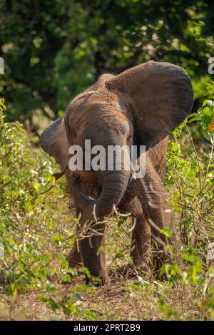 African bush elephant stands shaking earth away Stock Photo - Alamy
