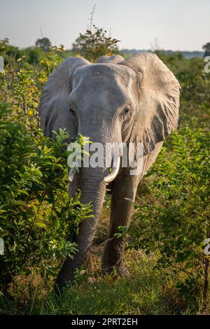 African bush elephant stands staring on track Stock Photo - Alamy