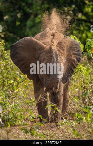 African bush elephant throwing earth over body Stock Photo - Alamy