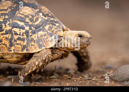 Close-up of leopard tortoise walking across savannah Stock Photo