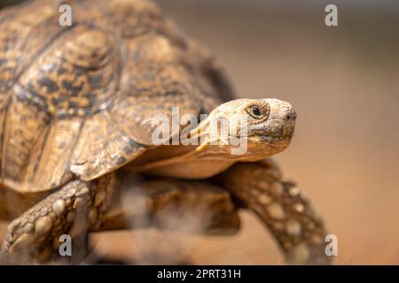 Close-up of leopard tortoise walking through savannah Stock Photo