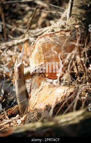 Birch Tree Gnawed By Eurasian Beavers - Castor Fiber - In Spring Season On River Coast. Stock Photo